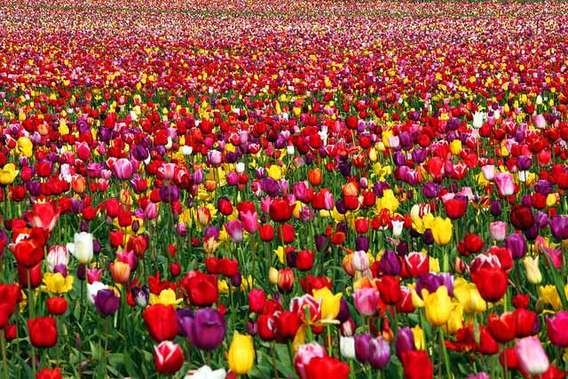 Garden with colourful Tulips in Oregon, USA