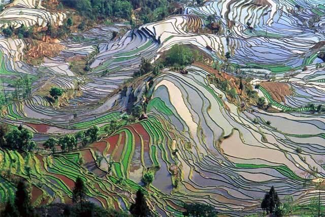 Terrace rice fields in Yunnan Province, China