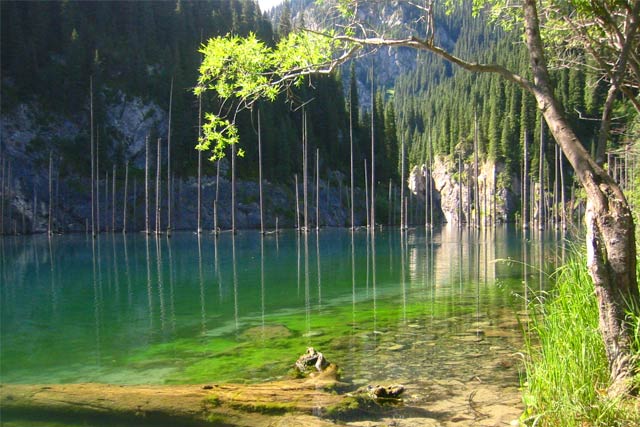 Kaindy lake in south-east of Kazakhstan