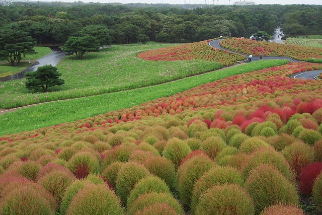 Hitachi Seaside Park in Japan