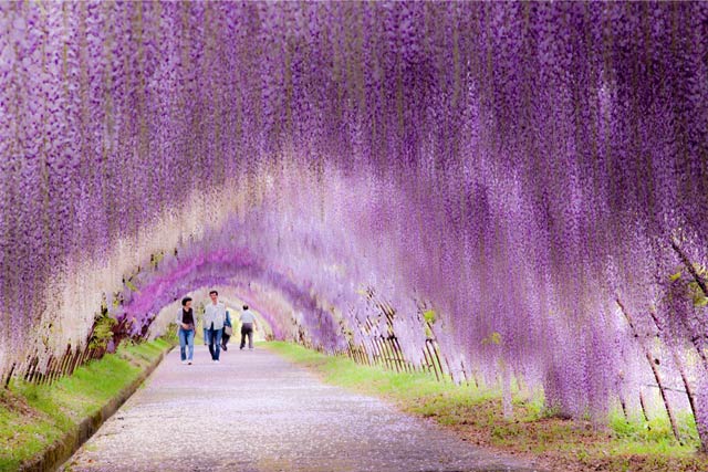 Kawachi Fuji Garden