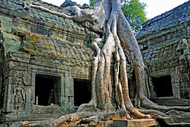 Ta Prohm temple in Cambodia