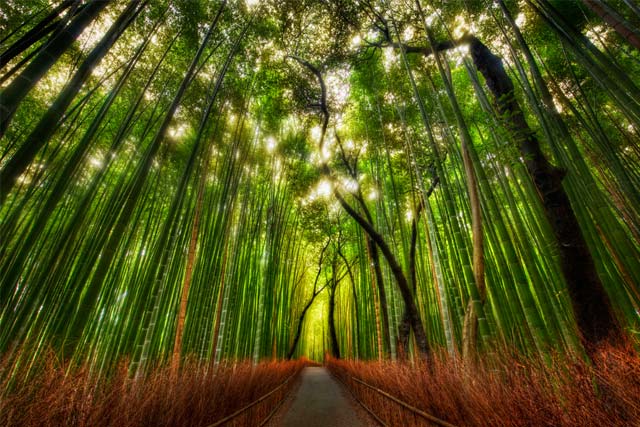 Bamboo forest in Sagano, Kyoto, Japan