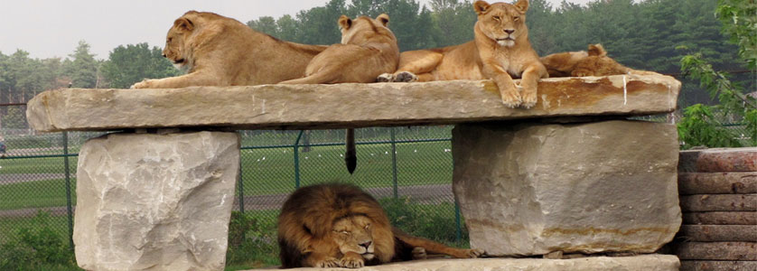 Lions resting in African Lion Safari, Ontario, Canada